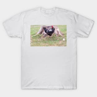 11515 cocks T-Shirt